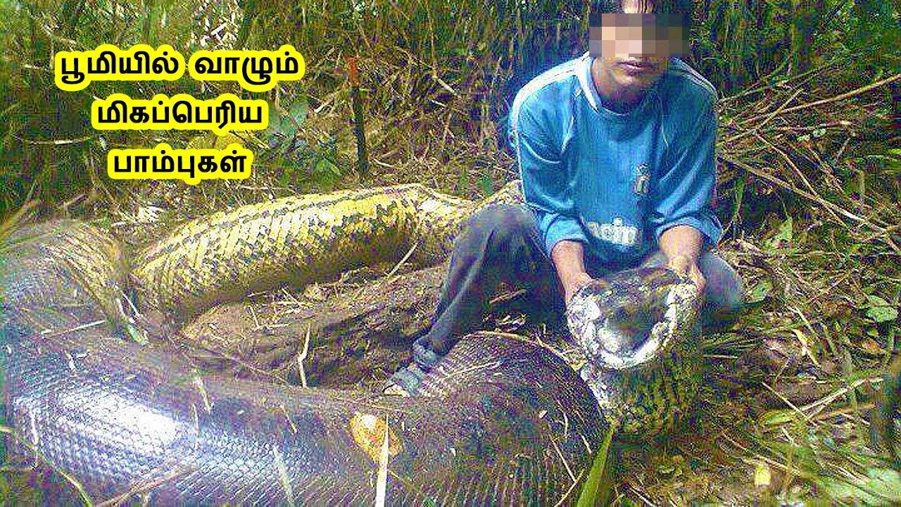 anaconda in tamil